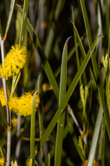 Acacia acuminata