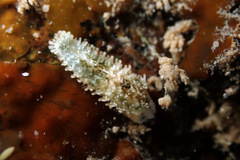 Allostichaster polyplax