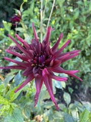 Dahlia pinnata