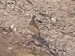 Thinocorus orbignyianus