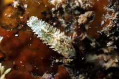 Allostichaster polyplax