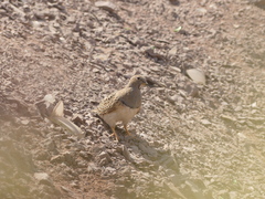 Thinocorus orbignyianus