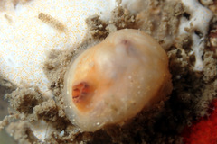 Pyuridae