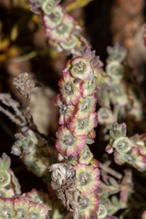 Maireana trichoptera