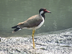 Vanellus indicus