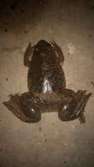 Xenopus laevis