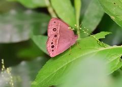 Mycalesis mineus