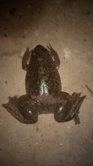 Xenopus laevis