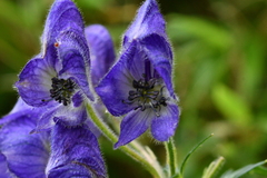 Aconitum fukutomei