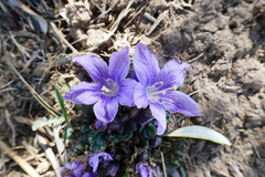 Mandragora autumnalis