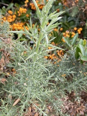 Ulex