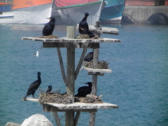 Phalacrocorax capensis