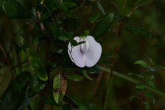 Centrosema arenicola