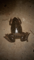 Xenopus laevis