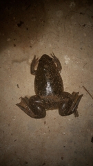 Xenopus laevis