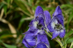 Aconitum fukutomei