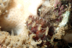 Acanthochitona