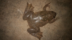 Xenopus laevis