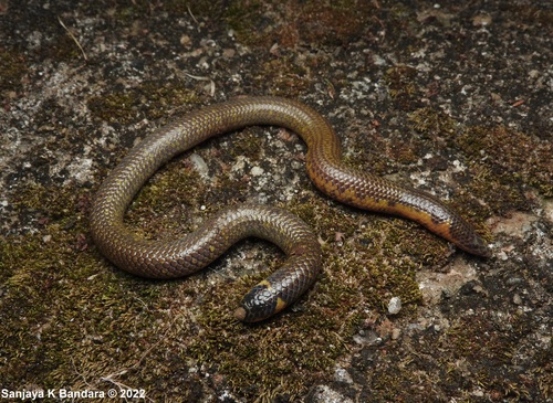 Drummond-Hay's Earth Snake