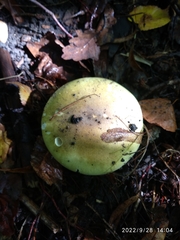 Amanita phalloides