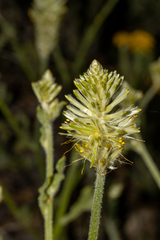 Ptilotus polystachyus