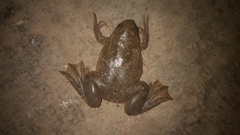 Xenopus laevis