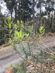 Pimelea drupacea