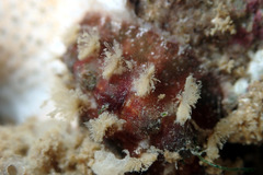 Acanthochitona