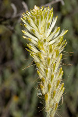 Ptilotus polystachyus