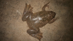 Xenopus laevis