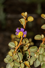 Solanum nummularium