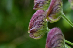 Aconitum fukutomei