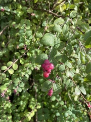 Symphoricarpos orbiculatus