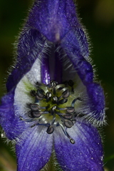 Aconitum fukutomei