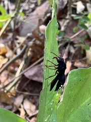 Synagris proserpina niassae