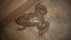 Xenopus laevis