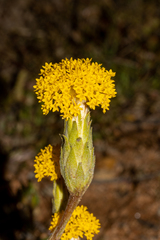 Podotheca gnaphalioides