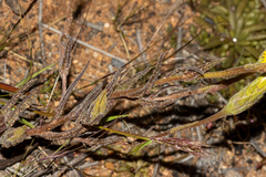 Podotheca gnaphalioides