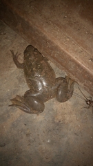 Xenopus laevis