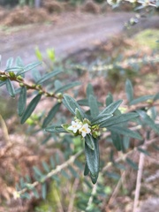 Pimelea drupacea