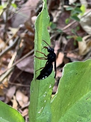 Synagris proserpina niassae