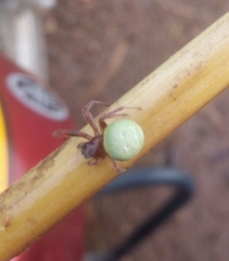Araneus apricus