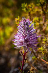 Ptilotus exaltatus