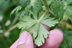 Aconitum fukutomei