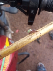 Araneus apricus