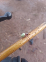 Araneus apricus