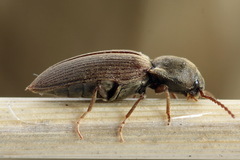 Agriotes obscurus