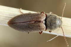 Agriotes obscurus
