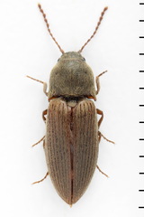 Agriotes obscurus