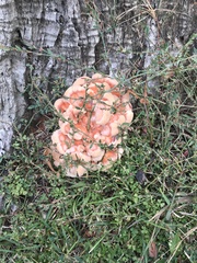 Laetiporus cincinnatus